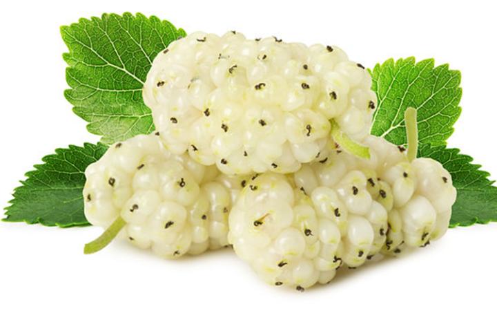 مصرف همزمان آب و میوه ممنوع!/میزان باکتری در مغز افراد مبتلا به آلزایمر چقدر است؟/تاثیر همسر شاد بر سلامتی/همراه میوه آب ننوشید