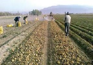 اجرای سیاست های حمایتی دولت از کشاورزان