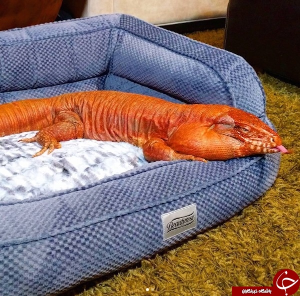مارمولک غول&zwnj;پیکری که با زوج چینی زندگی می&zwnj;کند +تصاویر