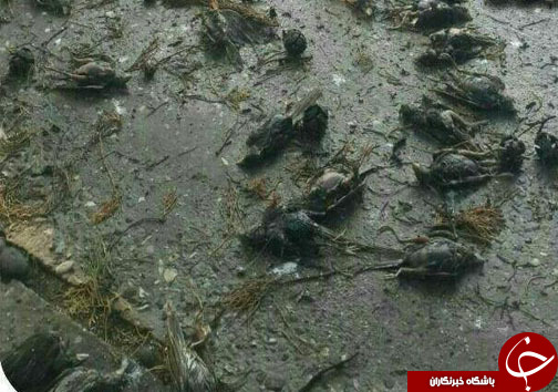 جمعه مرگبار برای گنجشکها +تصاویر