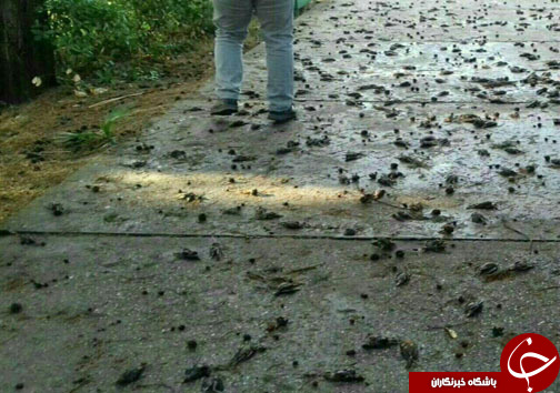 جمعه مرگبار برای گنجشکها +تصاویر