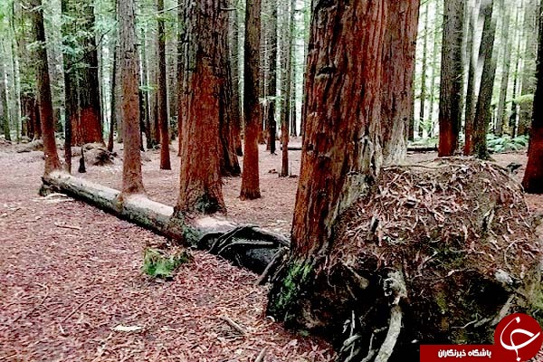 تصاویری سمج&zwnj;ترین درختانی که به نظر می&zwnj;رسد قصد مردن ندارند