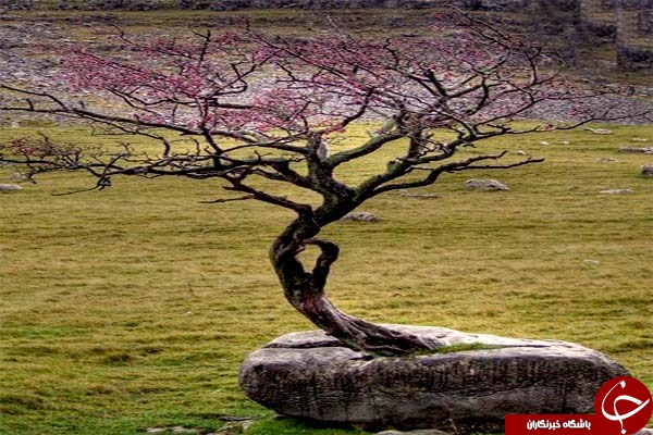 تصاویری سمج&zwnj;ترین درختانی که به نظر می&zwnj;رسد قصد مردن ندارند