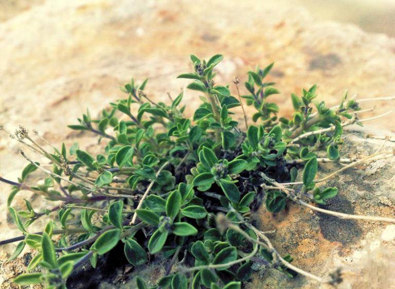 گیاهان دارویی نسخه شفابخش بیکاری در کهگیلویه وبویراحمد