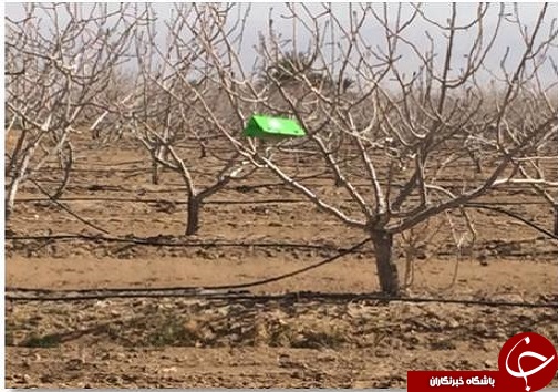 کاهش 19 درصدی مصرف سموم