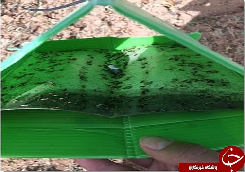 کاهش 19 درصدی مصرف سموم