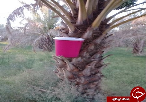 کاهش 19 درصدی مصرف سموم