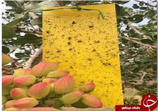 کاهش 19 درصدی مصرف سموم