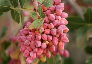 تولید پسته ارگانیک در بافق