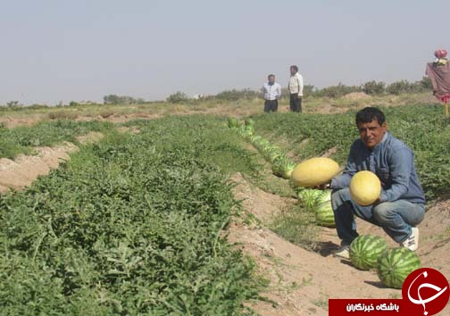 برداشت 6 هزار تن محصولات جالیزی
