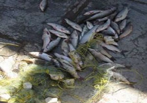 دستگیری ۲ صیاد متخلف در حاشیه رودخانه زاب سردشت