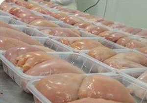 آغاز طرح ساماندهی قطعه بندی مرغ در استان اصفهان