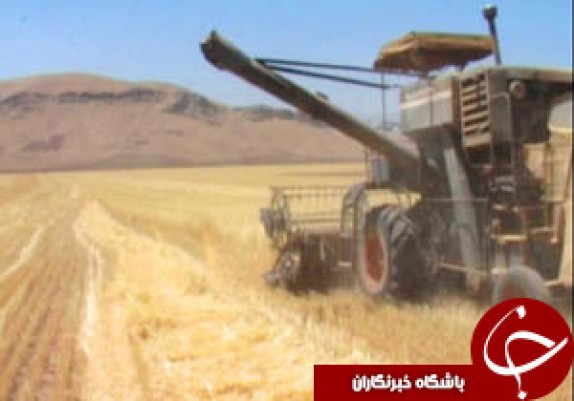 خرید ۳۶۰ هزار تن گندم از گندمکاران لرستانی