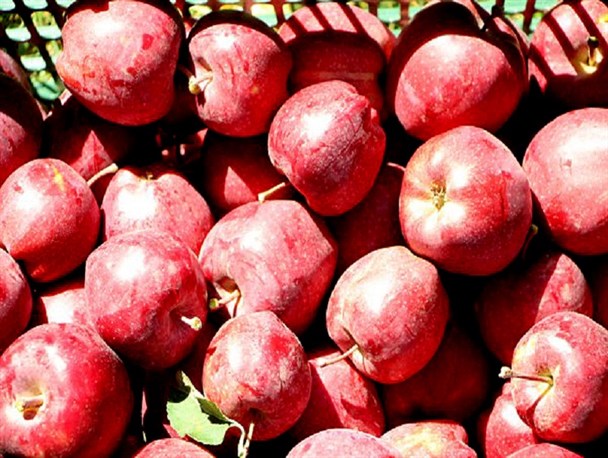 اهدای 20 تن از محصولات باغی باغداران ابهری به نیازمندان