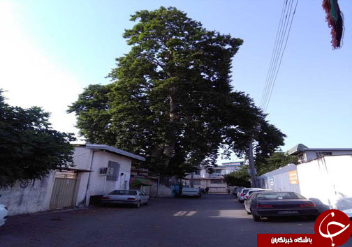 ثبت هفت اثر طبیعی مازندران در فهرست آثار ملی + تصاویر