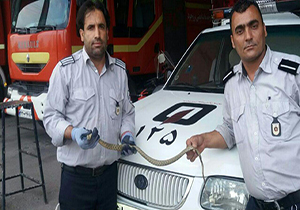 زنده گیری یک حلقه مارسمی درمنزل مسکونی
