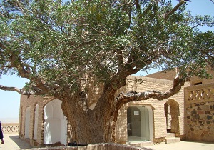 ثبت ملی درخت بنه در قائن