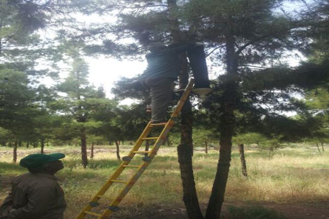 مبارزه علیه سوسک های پوستخوار کاج