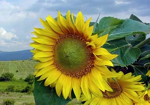 کشت آفتابگردان در آبیک