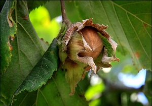 48 نمونه ژئوتیپ در جنگل های فندق اردبیل شناسایی شده است