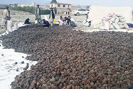 بازرگانان: جلغوزۀ افغانستان&zwnj; به &zwnj;نام پاکستان&zwnj;&lrm; صادرمی&lrm;شود