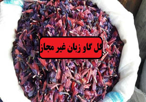 کشف ۵۰ کیلوگرم گل گاو زبان غیر مجاز در پلدختر
