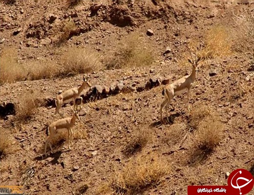 &nbsp;جاذبه های گردشگری مهریز آمیزه&zwnj;ای از تاریخ وطبیعت + تصویر