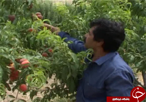 برداشت بیش از ۶ هزار تن میوه از باغات بروجرد