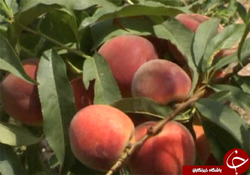 برداشت بیش از ۶ هزار تن میوه از باغات بروجرد