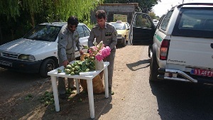 کشف 500 شاخه گل لاله تالابی در انزلی