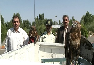 کشف 2 قطعه پرنده شکاری نادر در مشگین شهر