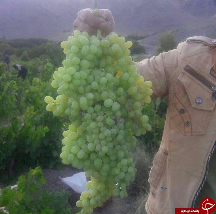 نمایی از برداشت انگور در مزایجان + تصاویر