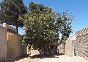 چنار کهنسال رقه بشرویه ملی شد