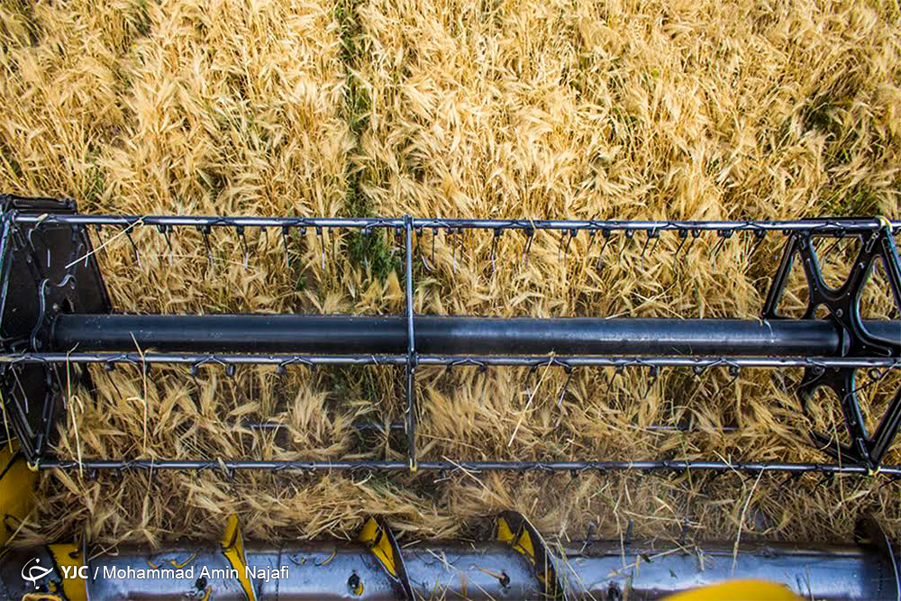 برداشت خوشه های طلایی گندم در همدان