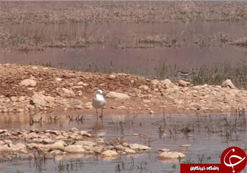 تولد دوباره تالاب گندمان