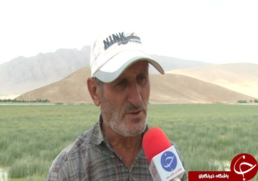 تولد دوباره تالاب گندمان