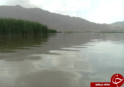 تولد دوباره تالاب گندمان