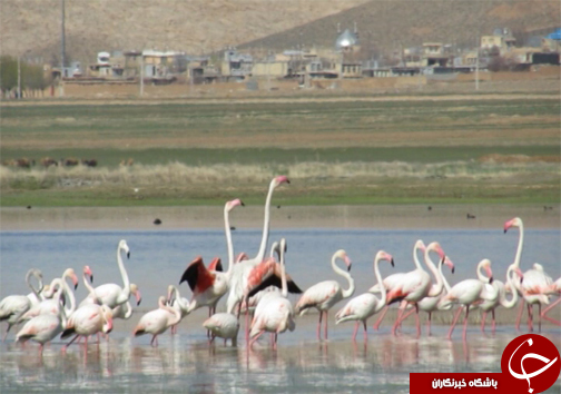 تولد دوباره تالاب گندمان