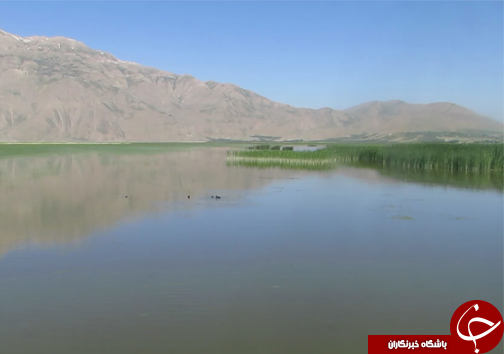 تولد دوباره تالاب گندمان