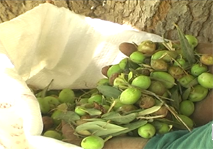 ایجاد ۷ کارگاه صنایع تبدیلی در بخش کشاورزی لرستان
