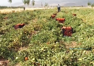 از فروش قسطی پنل های خورشیدی تا کمک جهاد کشاورزی به کشاورزان+ فیلم