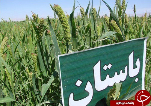معرفی رقم برتر ارزن درشهرستان طبس+تصاویر