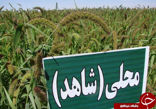 معرفی رقم برتر ارزن درشهرستان طبس+تصاویر