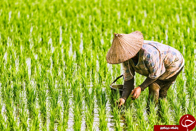 یک جنگ هسته&zwnj;ای جزیی مساوی یک فاجعه زیست&zwnj;محیطی جهانی است