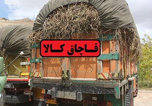 کشف گیاه دارویی شیرین بیان در الیگودرز