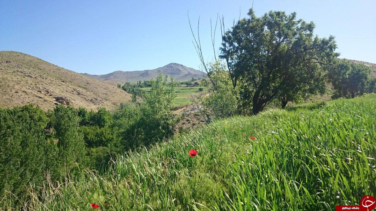 تصاویری از طبیعت زیبا و دل&zwnj;انگیز چنارستان