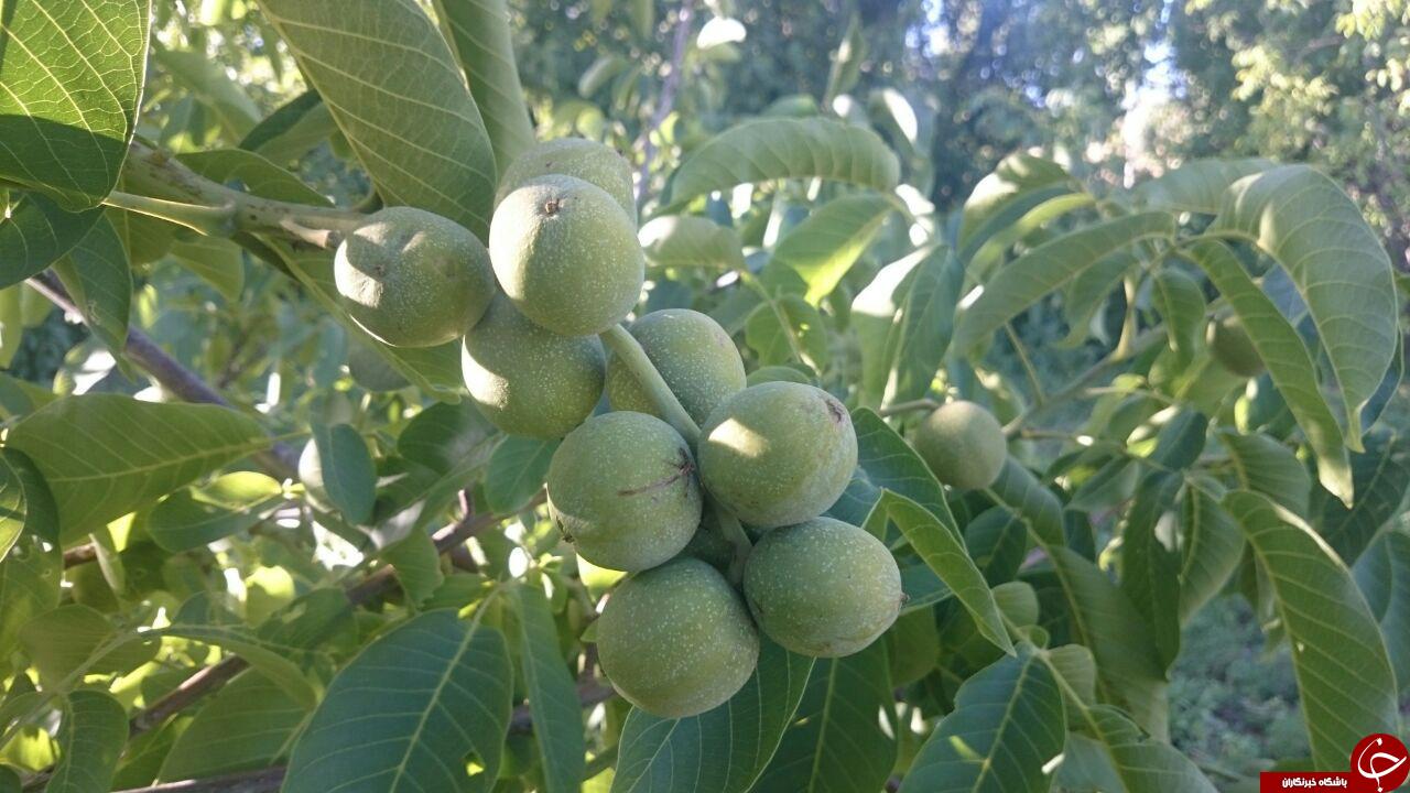 تصاویری از طبیعت زیبا و دل&zwnj;انگیز چنارستان