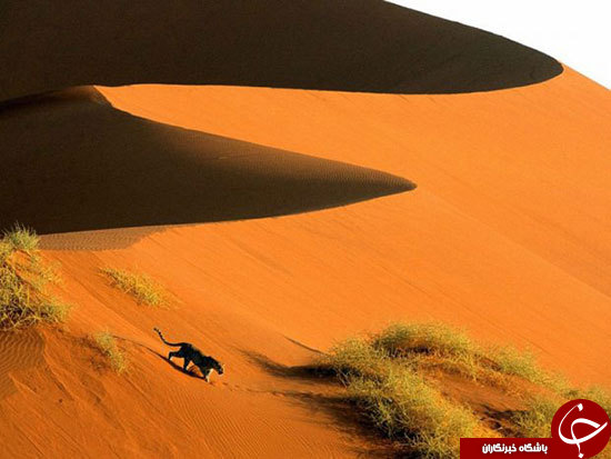 مرز تماشایی اقیانوس با کویر در صحرای نامیب+عکس