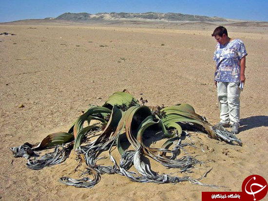 مرز تماشایی اقیانوس با کویر در صحرای نامیب+عکس