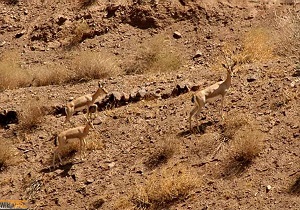 درآمد قرق ها در راستای کمک به فرهنگ سازی حفظ منابع طبیعی در استان یزد استفاده شود